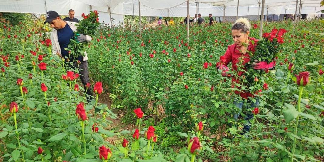 1 dönümden 15 bin adet verim alınıyor! Adana seralarında hasat vakti: Tanesi 10 TL’den çıkıyor 3